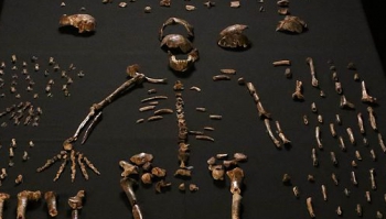 Atklāta jauna cilvēku priekšteču suga - "homo naledi"