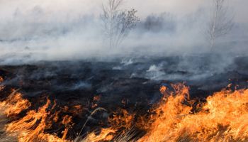 С начала года в Латвии зарегистрировано уже более тысячи пожаров старника