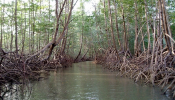 Latvijas zinātnieki pēta unikālu dabas parādību - mangrovju audzes