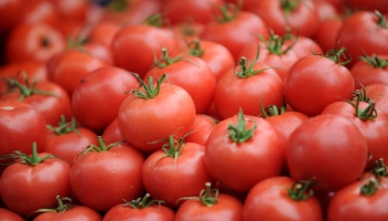 Kārsavas novada «Mežvidu» tomātu audzētājs grasās izvērst dārzeņu pārstrādi