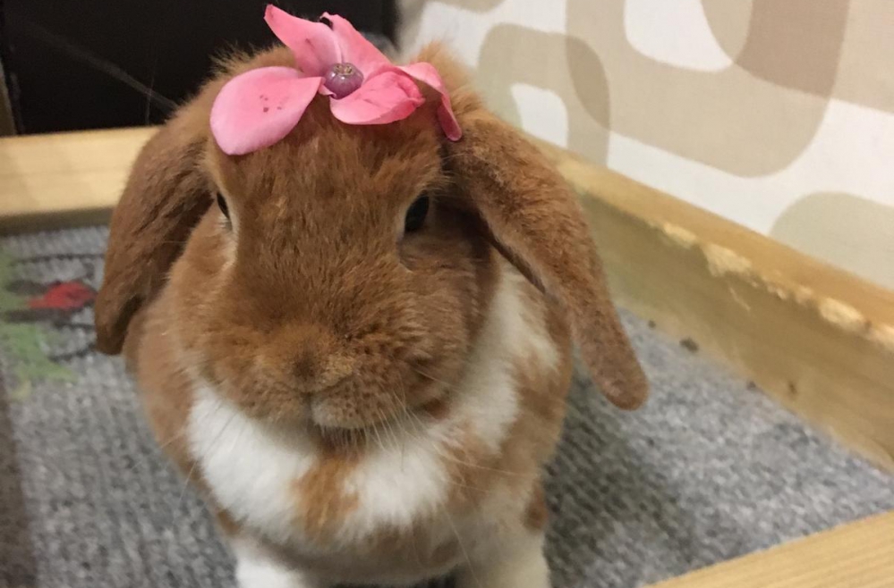 Kāds ir truša raksturs? Kāds ir truša raksturs?