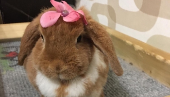 Kāds ir truša raksturs?