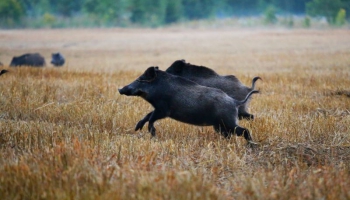Беспредел диких свиней: урожай Латвии гибнет под копытами белорусских кабанов