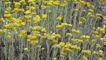 2017.gada augs - dzeltenā salmene un gada sūna - parastā kociņsūna