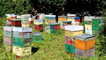 RTU zinātnieki LU Botāniskajā dārzā testē jaunu autonomās biškopības risinājumu