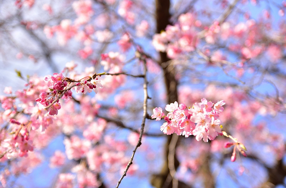 Следуя путём цветка". Цветы и цвета в японской культуре