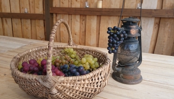 Gardās Latvijas vīnogas. Ciemojamies pie vīnogu audzētājiem „Mazburkās”