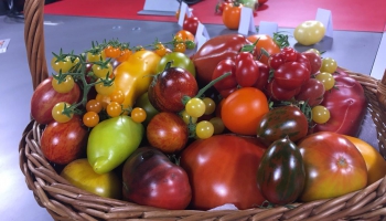 Garšīgu tomātu audzēšanas noslēpumi