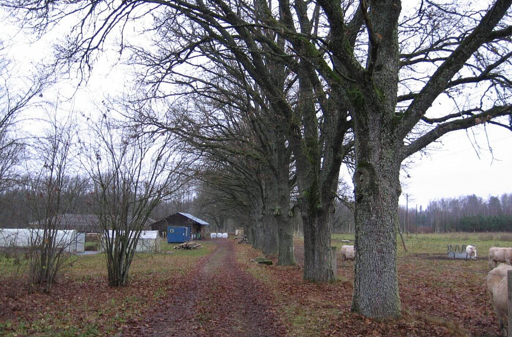 Maija Zvirbule Brenguļi