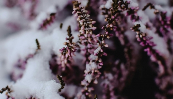 Anita Liepa. Virši zili