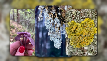 Gada simboli un gļotsēņošana pilsētā