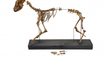 Как у живых существ появился скелет? 