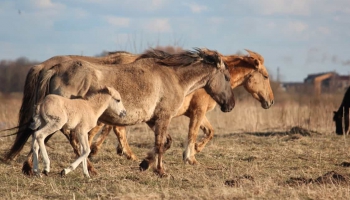 Avīzes "Zemgales Ziņas" galvenā redaktore par savvaļas zirgu populāciju Jelgavā