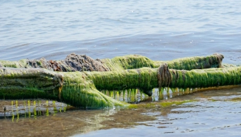 Aļģes - nenovērtēts un neizmantots resurss mūsu dabā