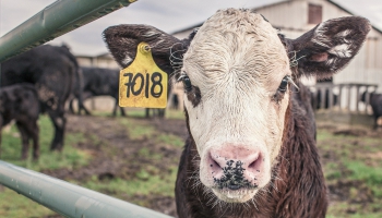 Piensaimniecības nozare Latvijā: sarūk ganāmpulki, pieaug piena cena