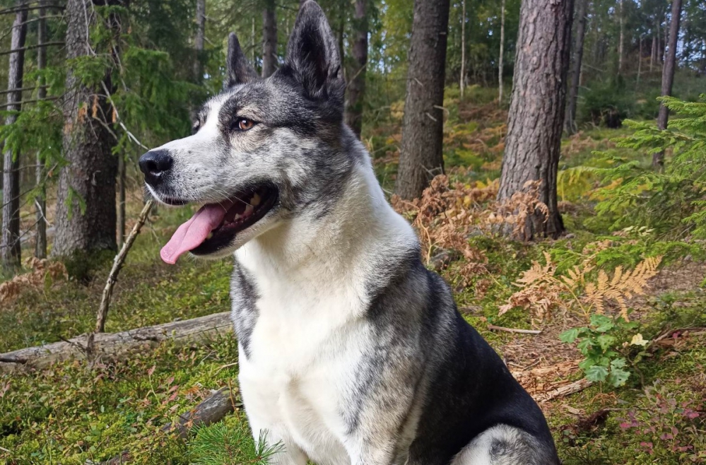 Kā pareizi meklēt un cik ilgi gaidīt suni nezaudējot cerības Kā pareizi meklēt un cik ilgi gaidīt suni nezaudējot cerības