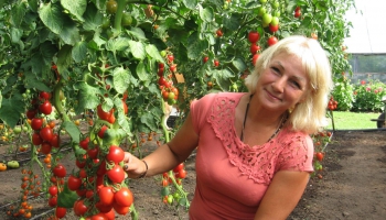 Ciemos pie tomātu audzētājiem Jelgavas novada Vircavas pagasta "Dzērvēs"