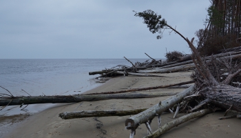 Jauna mūzika un saruna ar Māri Švernu