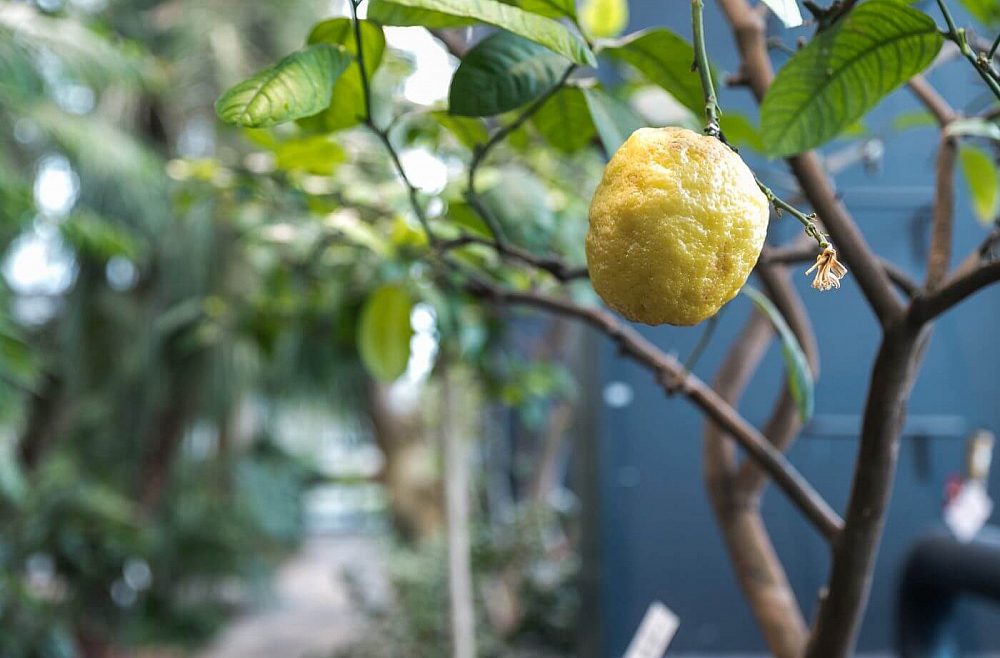 Palmu māja Botāniskais dārzs