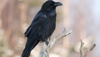 Krauklis - melnā uzvalkā tērptais gudrinieks mūsu dabā