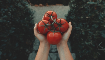 В погоне за урожаем: гном томатный и другие