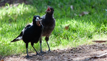 Чайки и вороны - гроза микрорайонов. Правильно ли кормить птиц?