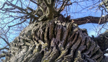 Latvijas diženākie koki: Budu ozols