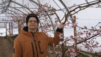 Egils Kalva Ķeipenē audzē ābeles, upenes, avenes un vīnogas