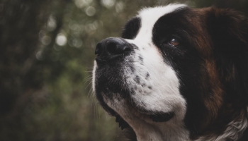 Kanisterapija: ko tā ārstē un kā var palīdzēt cilvēkam suns