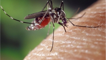 Как спастись от комаров дома и на даче