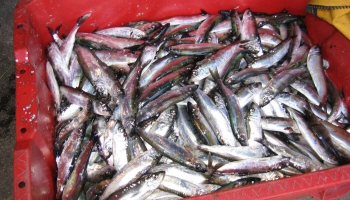 Pasaules Dabas fonds sagatavojis jaunāko zivju gidu