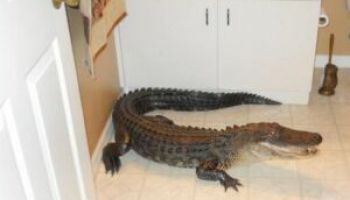 Крокодил в квартире&#58; за и против