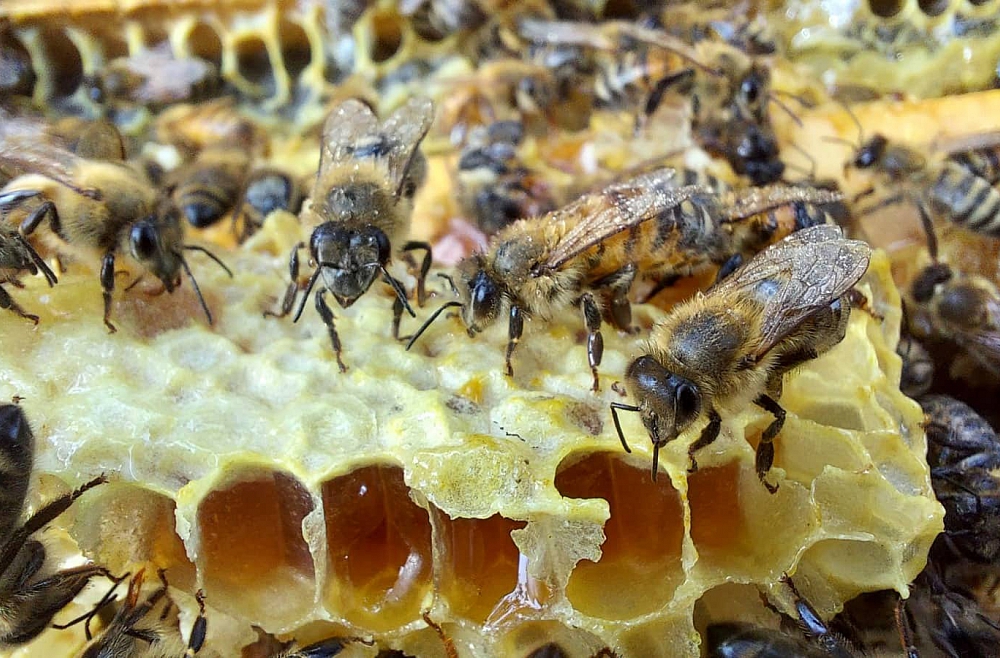 Bites dod lieliskus produktus cilvēka veselības uzlabošanai