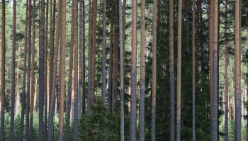 Latvijā samazina izcērtamo koku daudzumu