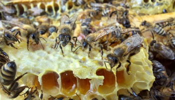 Bites dod lieliskus produktus cilvēka veselības uzlabošanai