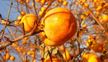 Японская осень: охота на красные клёны, красивая Луна и хурма