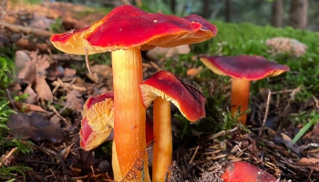 Sēņošana ir tas pats, kas zinātne