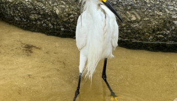 CFMB#397 - Ziema Skan