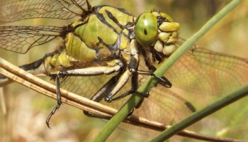 Pasaulē strauji iznīkst kukaiņi: Vai kukaiņu apokalipse tuvojas arī Latvijai?