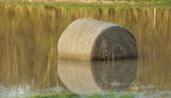 Дефицит сена в Латвии: крестьян призывают не продавать корма за границу