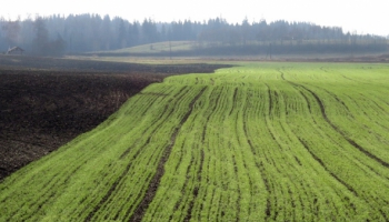 Минземледелия ограничит оборот ГМО-культур в Латвии