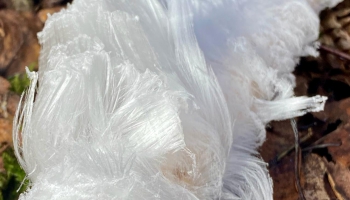 Skaistums nāk no sēnēm