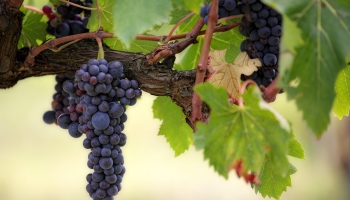 Ko vīnogulājs simbolizē Svētajos Rakstos?