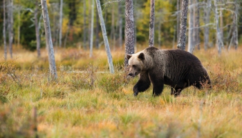 Kā sadzīvot ar lāčiem Latvijas mežos?