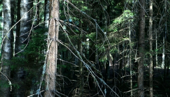 Mežu sakopšana rudenī. Jaunie kociņi jāpasargā no apgraušanas