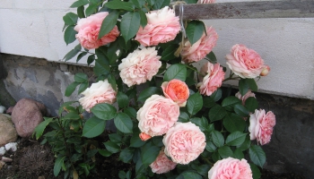 Aicinot uz M. Naumovas romanču koncertu - "Romance par rožu krūmu"...
