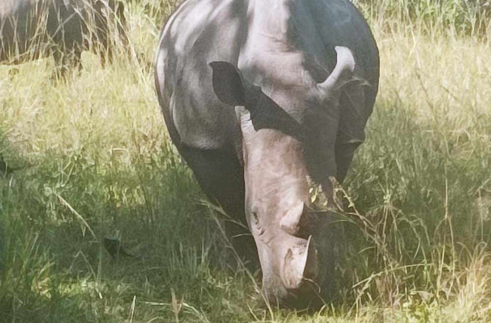 vai zini kolāts degunradzis