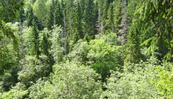 Латвийские леса: рубить нельзя оставить