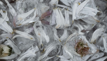 Jelgavā norisināsies ledus skulptūru festivāls "Ilūziju spēks"