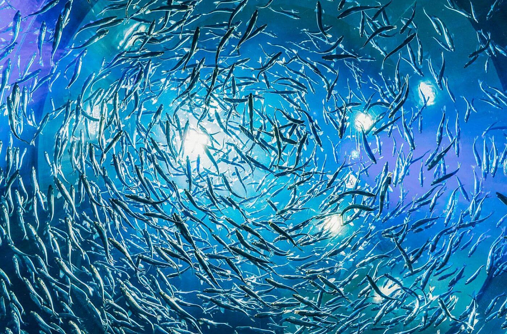 Рыбные фермы - экономическая выгода или экологическая угроза?